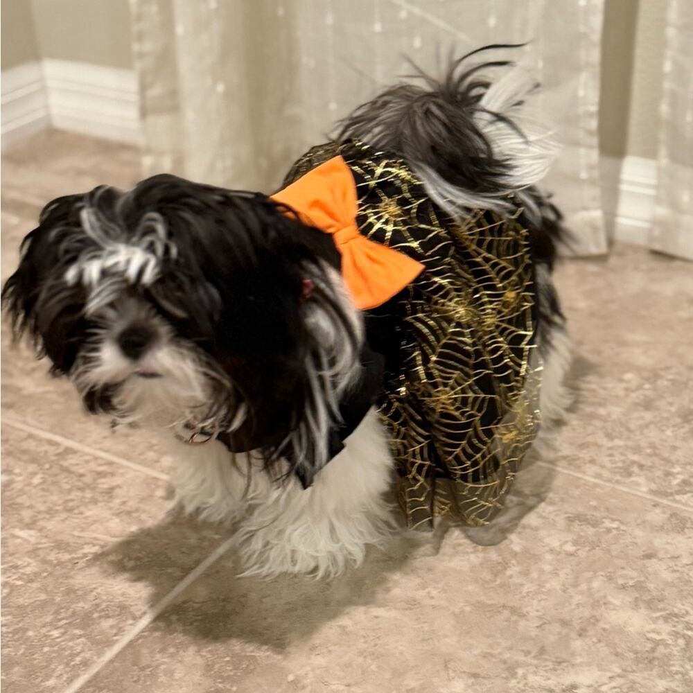Spooky Chic Dog Costume with Orange Accent